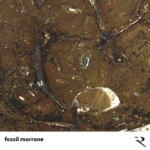 fossil morrone